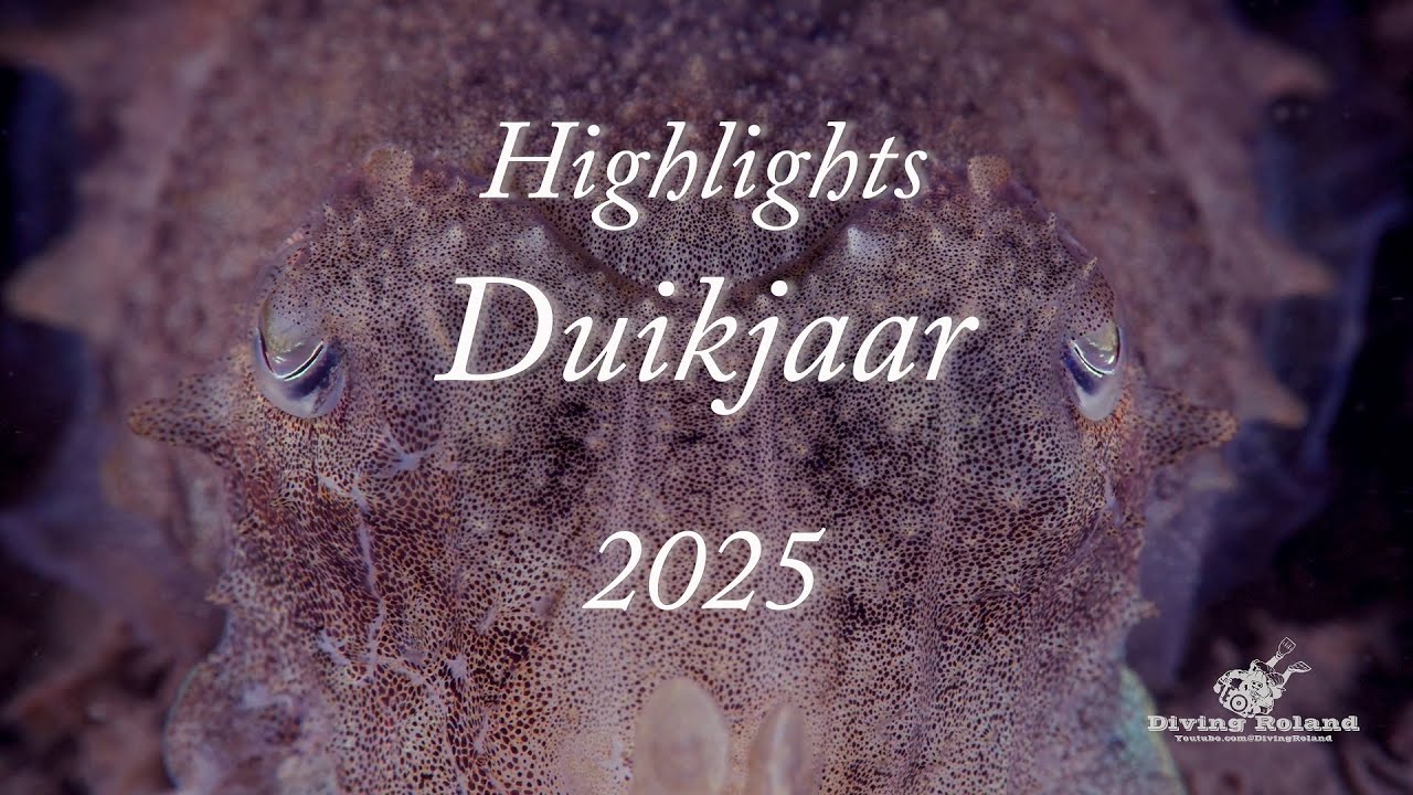 Duiken Highlights 2025