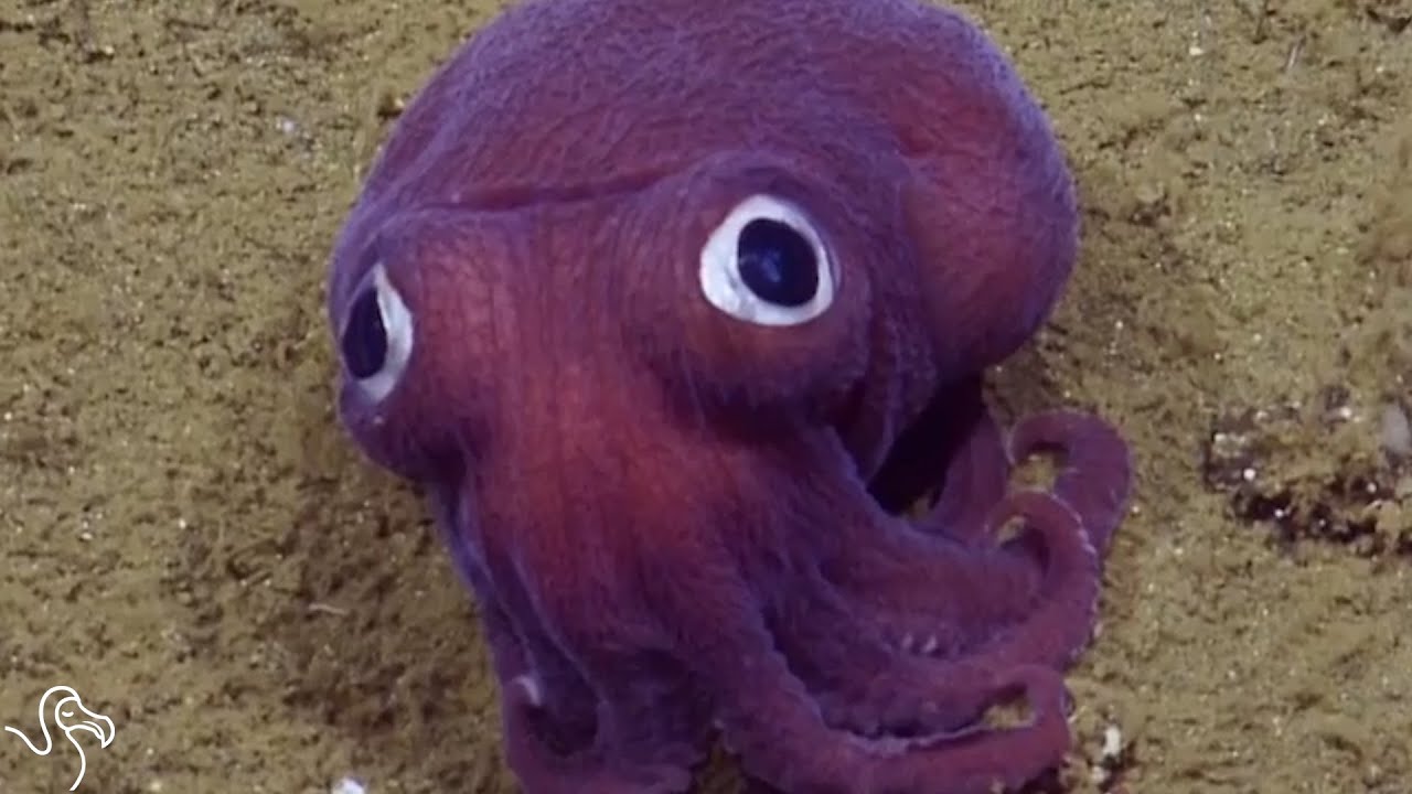 Scientists Can't Even Believe This Googly-Eyed Squid