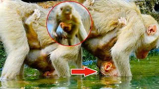 Monkeys baby doesn't like this way of drinking water