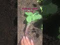 Kohlrabi ohne Knolle - weg damit! #kohlrabi #knolle #garten #gemüse #mai #gardening #hochbeet