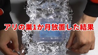 【アリの飼育記2冊目#15】アリの巣を1か月放置してみた結果【クロナガアリ】Leave an ant nest for a month【Messor aciculatus】