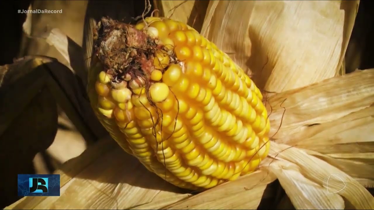 Gargalos do Brasil: entenda como o agronegócio é vulnerável às taxações internacionais e às guerras