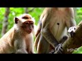 Animals monkeys 