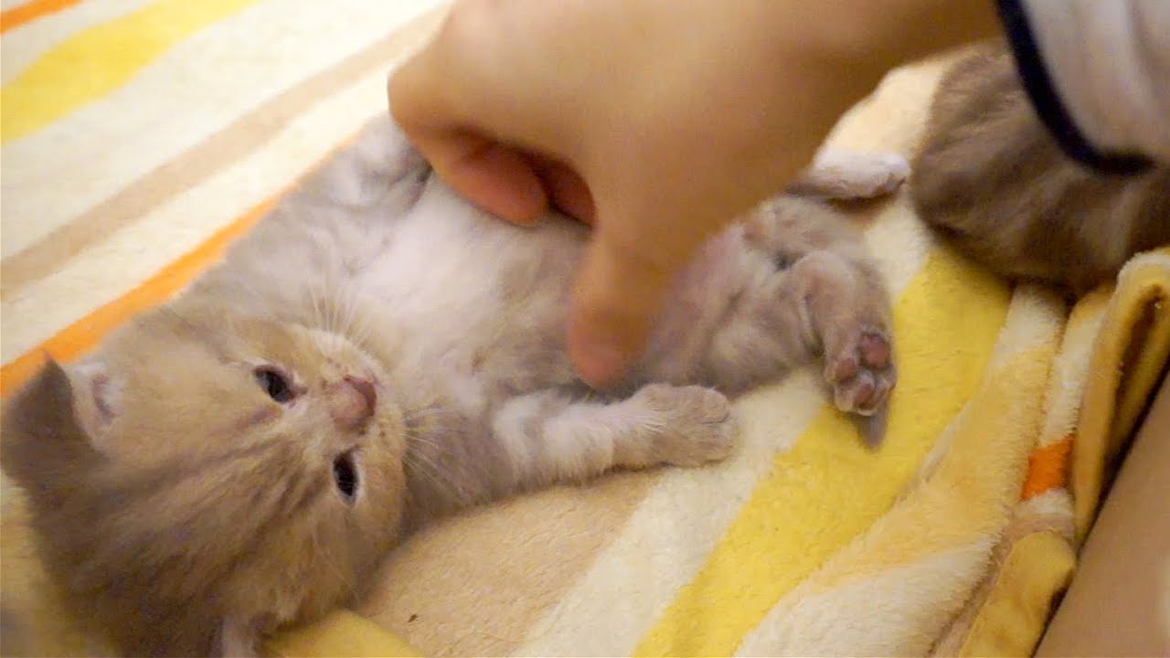 my-kitten-let-me-touch-his-belly-cat-s-daily-youtube