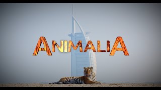 Animalia - An Introduction