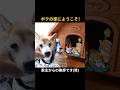 柴犬ゴン17歳7ヶ月の声、是非聴いてください(笑)　 #shiba #柴犬