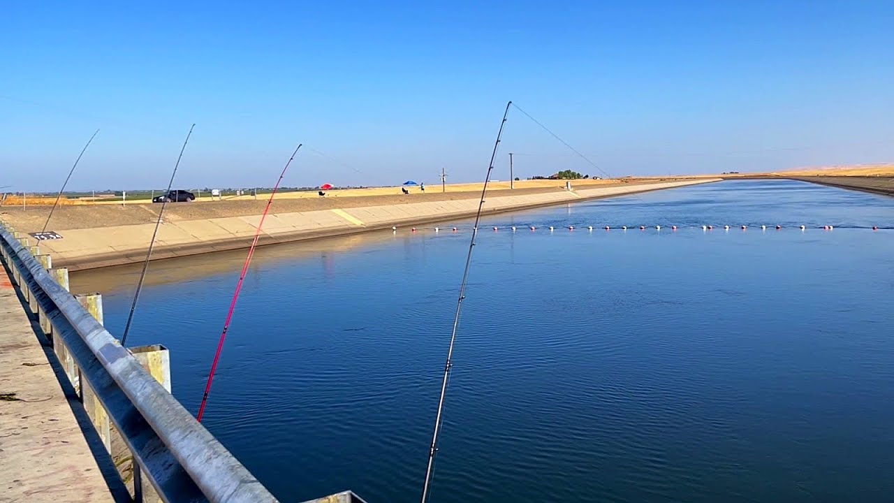 Striper Fishing the California Aqueduct with Anchrovies YouTube