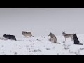 These Wolves Are Hungry for Elk | BBC Earth