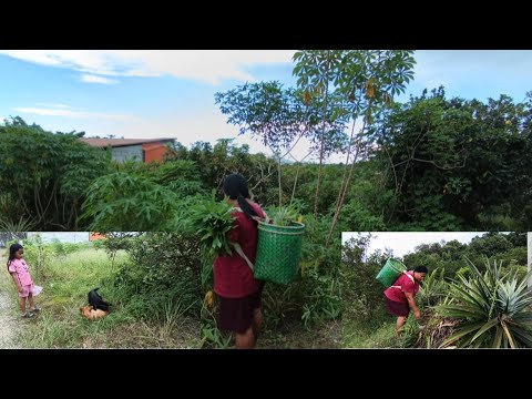 NGIGA SAYUR KA DIBERI NGELAWA IBUK AKU BA BATU 8 JALAI BINTULU MIRI
