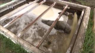 Xử lý nước thải chăn nuôi chi phí thấp- Wastewater Treatment By Wetlands For Farm