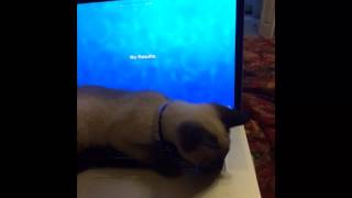 My Siamese Kitten and Computer by Mike Krath 160 views 9 years ago 58 seconds