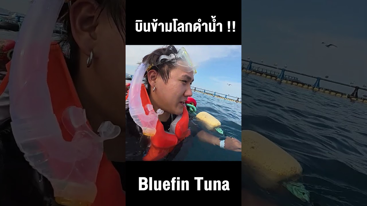 บินข้ามโลกว่ายน้ำกับ Bluefin tuna !!