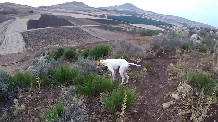 Dressage Pointer Anglais chasse au maroc