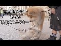 AKITA INU "SANGO" At World Heritage ”Matera”