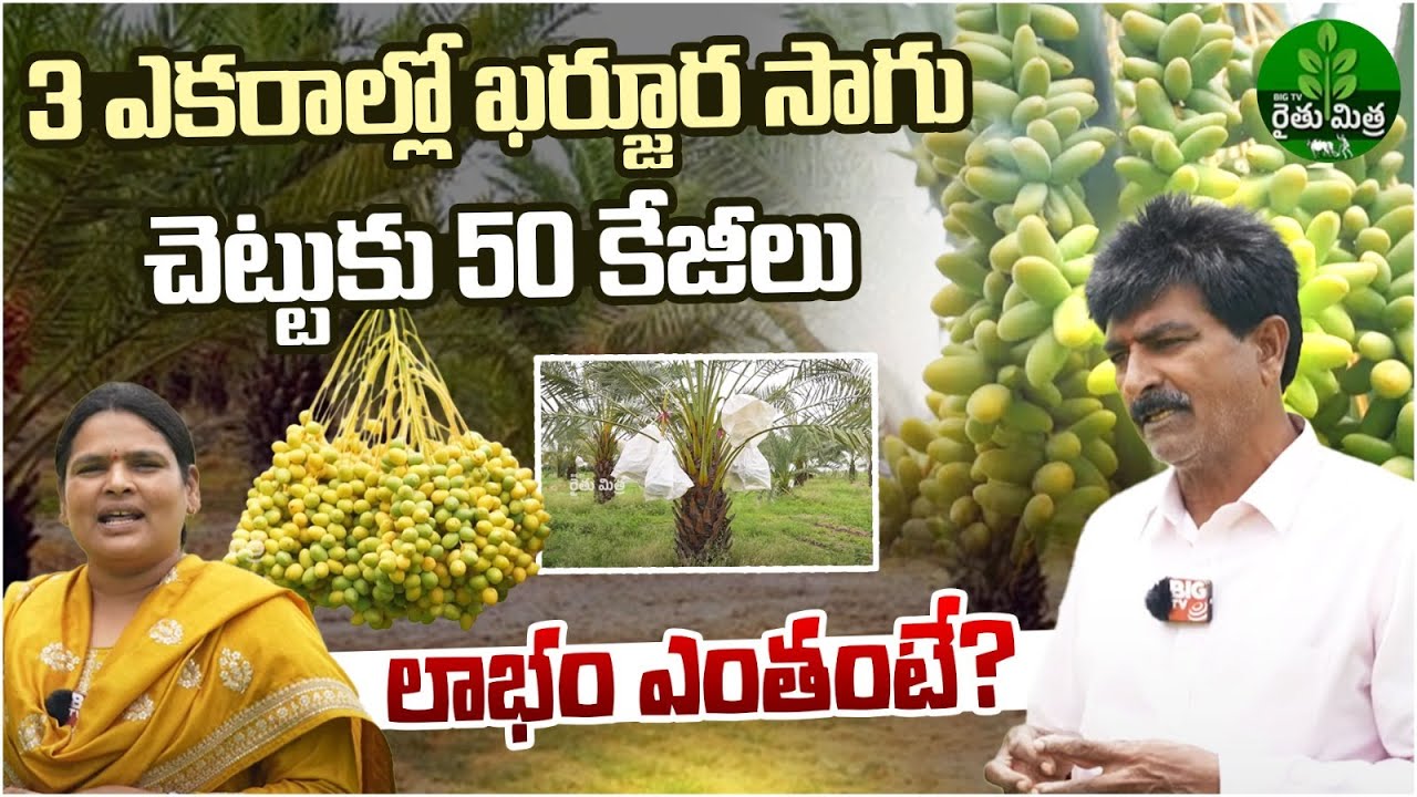 Dates Farming In 3 Acres | 3 ఎకరాల్లో ఖర్జూర సాగు  | Kharjuram, Dates Farming Tips | BIG TV
