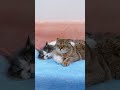 Adorable Cats Hugging Each Other #shorts #kittens #cats #animals #viral #trending