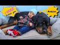 Dog meet newborn baby for the first time| dog and baby videos | #Rottweiler #funny