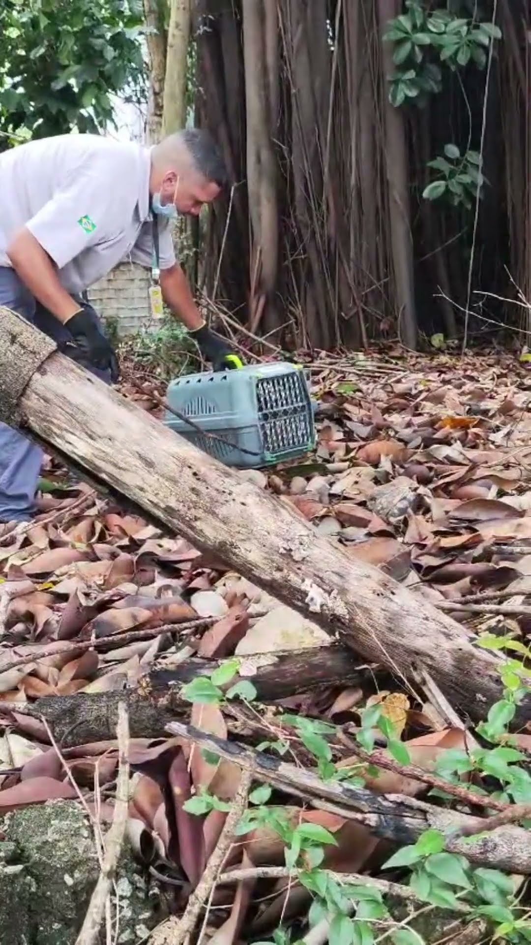 Macaco sagui surpreende passageiros de trem da CPTM em São Paulo #shorts