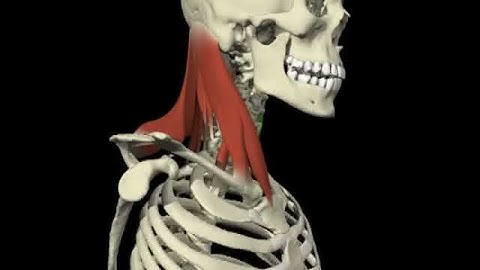 Contralateral rotation of the head and cervical spine from 3D Anatomy for Manual Therapies