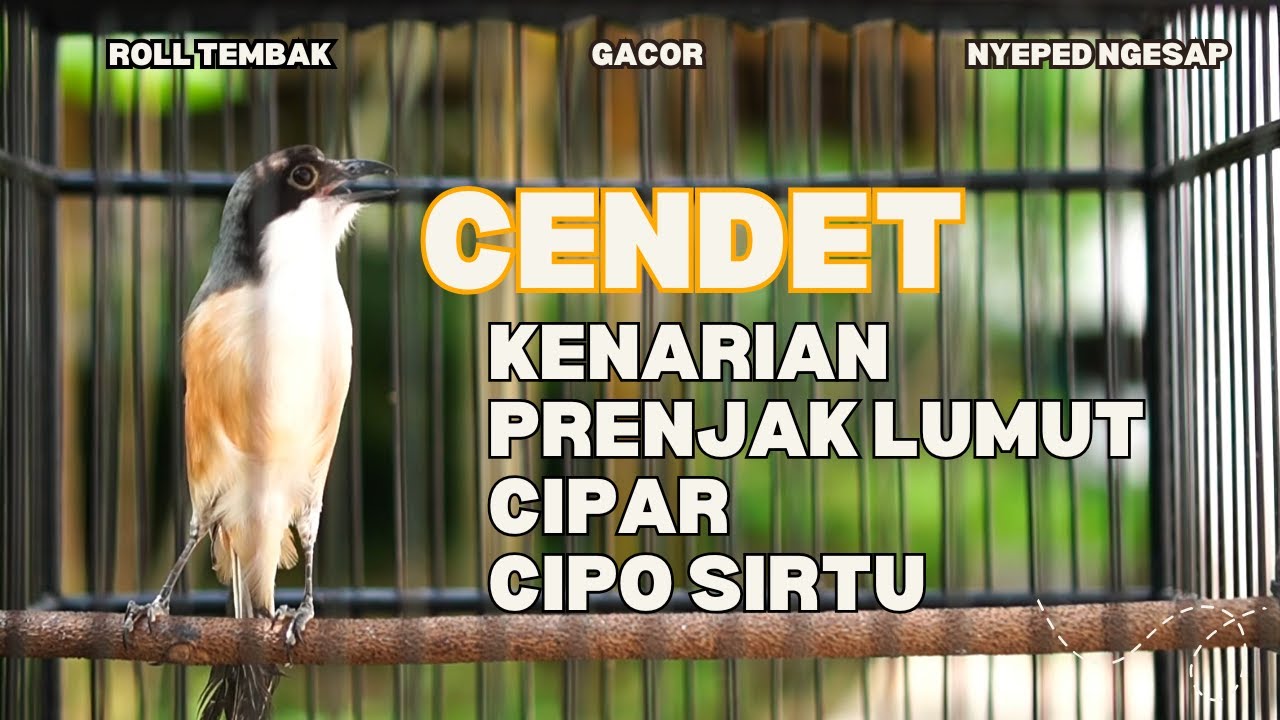 CENDET MATERI KENARI PANJANG NGESAP ROLL TEMBAK