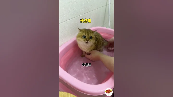 Watch the video about Bathing 7 cats at once #entertainment #fun