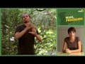 Das grüne Wahlprogramm in Gebärdensprache
