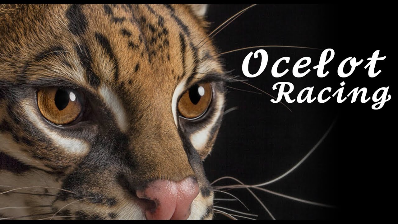 Ocelot Racing - Baby Formula 1.4