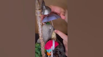 Shen Yin Studio - My Neighbour Totoro | Studio Ghibli #Shorts