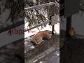 Алушта сегодня 2025/Жара, июль, цикады, рай..❤️/20 июля 2025 .