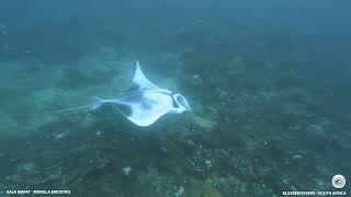 Mobula Birostris - Raja Ampat