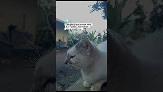 Amin kan Aja !#cat #kucing #cats #catshorts #catlovers
