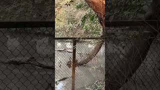 Swan in city forest ghaziabad#wildlife #cleanairinitiative #travel #wildlife