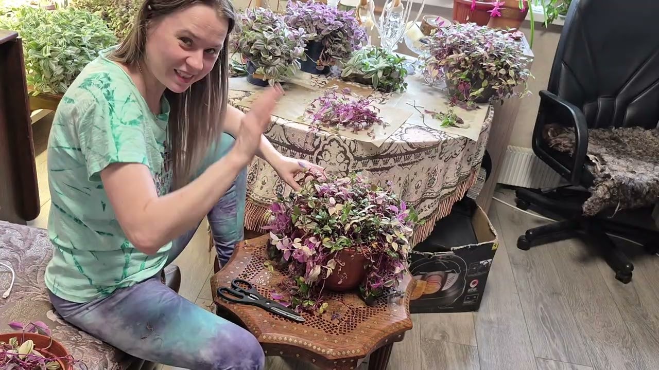 #реаллайф  режу традесканции. Радужный холм