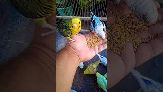This Amazon bird toy is SO COOL#birds#parrot #birdslover #budgis #lovebirds #budgiegar #cute #health