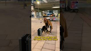 The dog was reunited with its owner after three years ❤️ #shorts