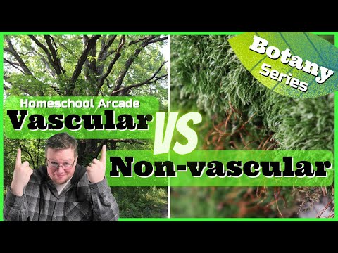 Vascular vs Non-vascular Plants | 7 Main Differences