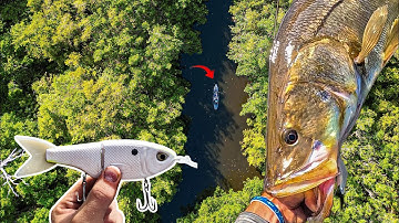 Chasing GIANT SNOOK in THE FLORIDA JUNGLE! (MY 2 BIGGEST EVER?) GLIDE BAIT VOL. 1