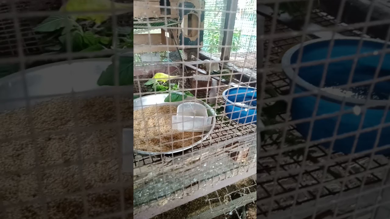 love birds budgie 

 Kerala edappally eranakulam

9746697265