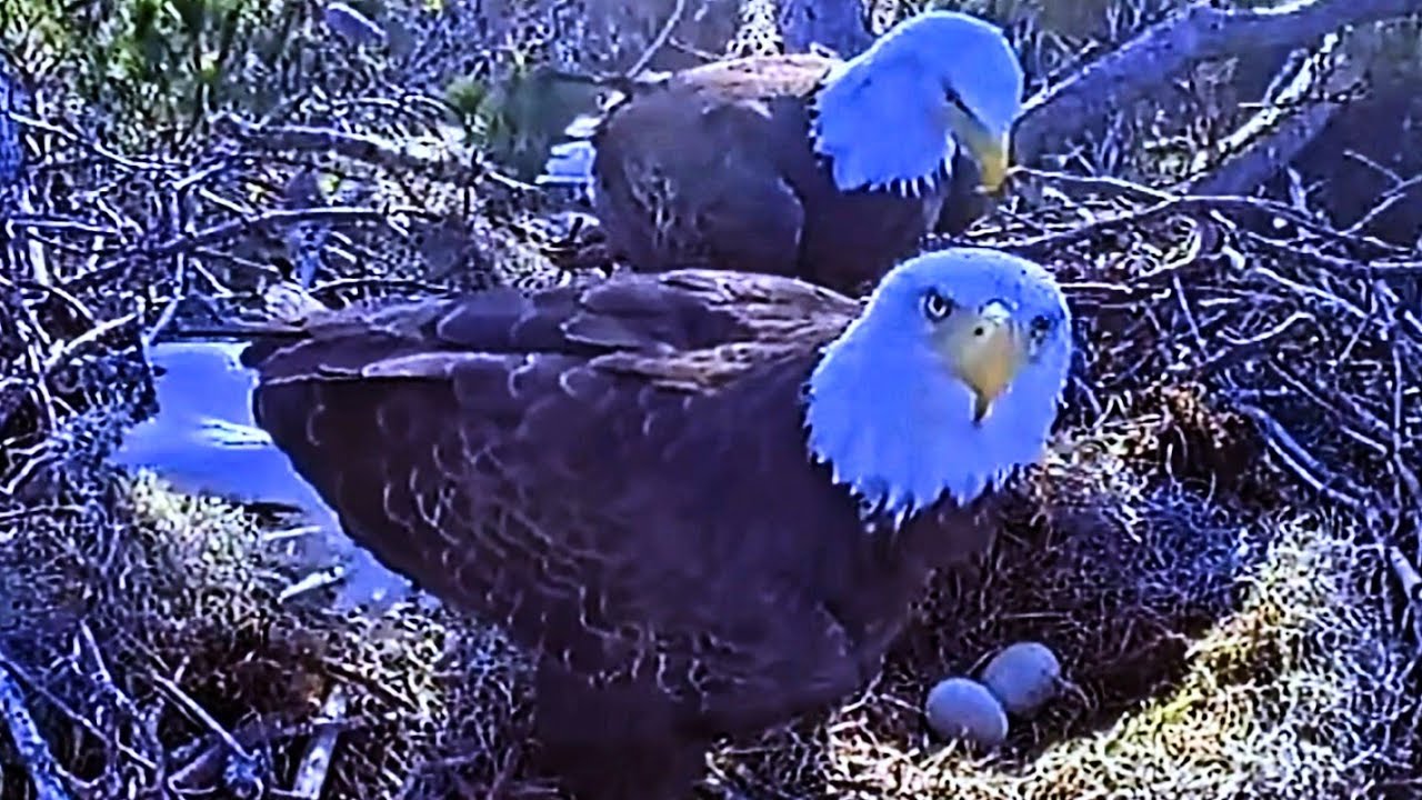 2 EGGS.KISATCHIE NATIONAL FOREST NEST CAM.2022.12.14. YouTube