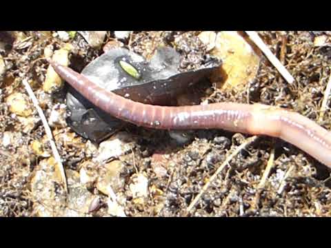 Common Earthworm - Lumbricus terrestris - Skoskir ánamaðkar - Stóriáni - Jarðvegsormar