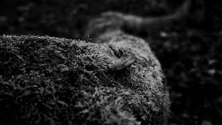 Download Lagu Yua - Lešij [Music Video] MP3