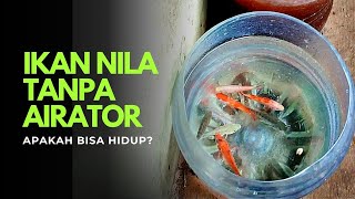 Experiments on keeping tilapia in gallons