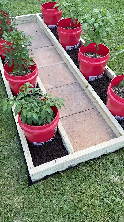 DIY Pepper Garden! #carolinareapers #cravingcapsaicin
