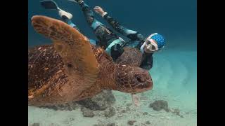 Snorkel Alongside The Majestic Green Sea Turtle At Mudjimba Island.