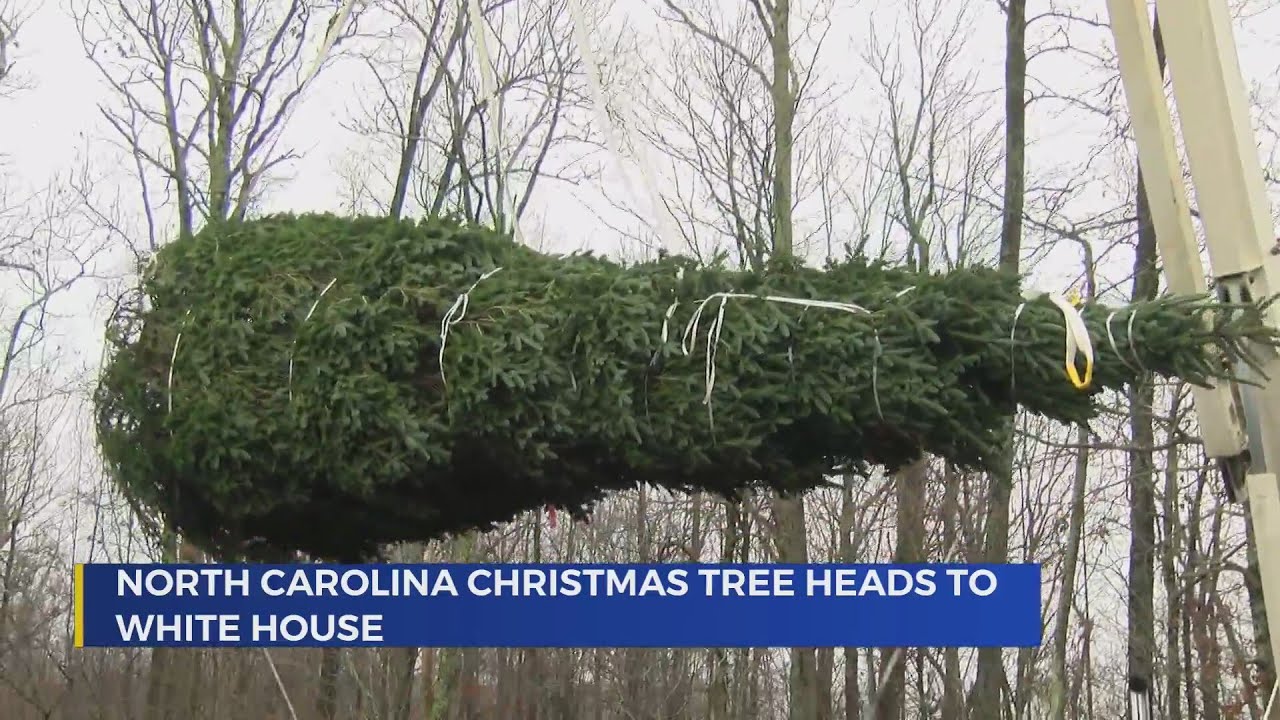 Official White House Christmas Tree harvested from Avery Co., NC - YouTube