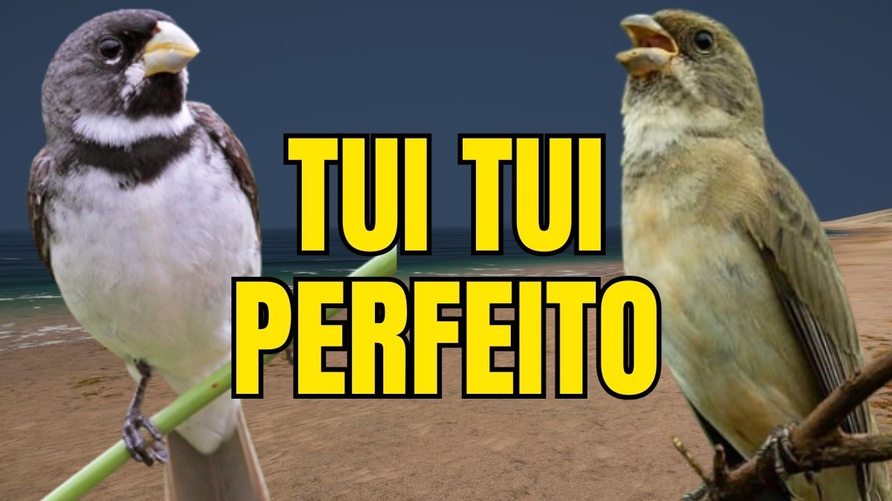 CANTO DO COLEIRO TUI TUI PERFEITO PARA ESQUENTAR COLEIRO E ENSINAR COLEIRO E PAPA CAPIM PARDO