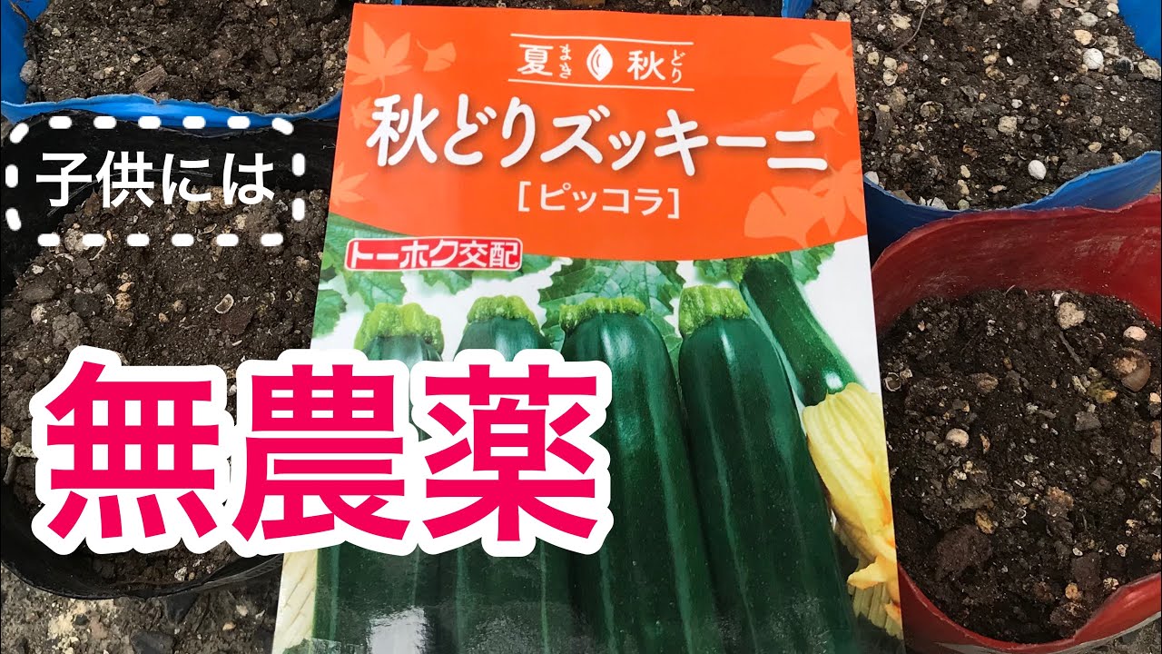 Fall-Harvest Zucchini] Pesticide-Free Vegetables for Your Baby