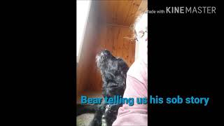 Black lab and Rottweiler mix giving us a sob story