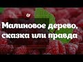 Малиновое дерево 🌳 | Сказка или правда? | Agro-market.net