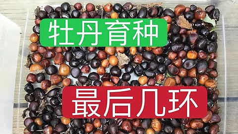 青石話牡丹芍藥 牡丹種子培育（四） 最後環節：洗種子，泡種子，種子入袋  ，置於室內溫度，靜等髮根 Tree Peony Seeding Step by Step - 天天要聞